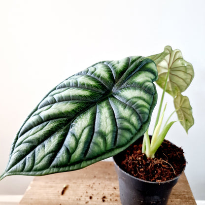 Alocasia Dragon Scale Houseplant 14cm pot (2)