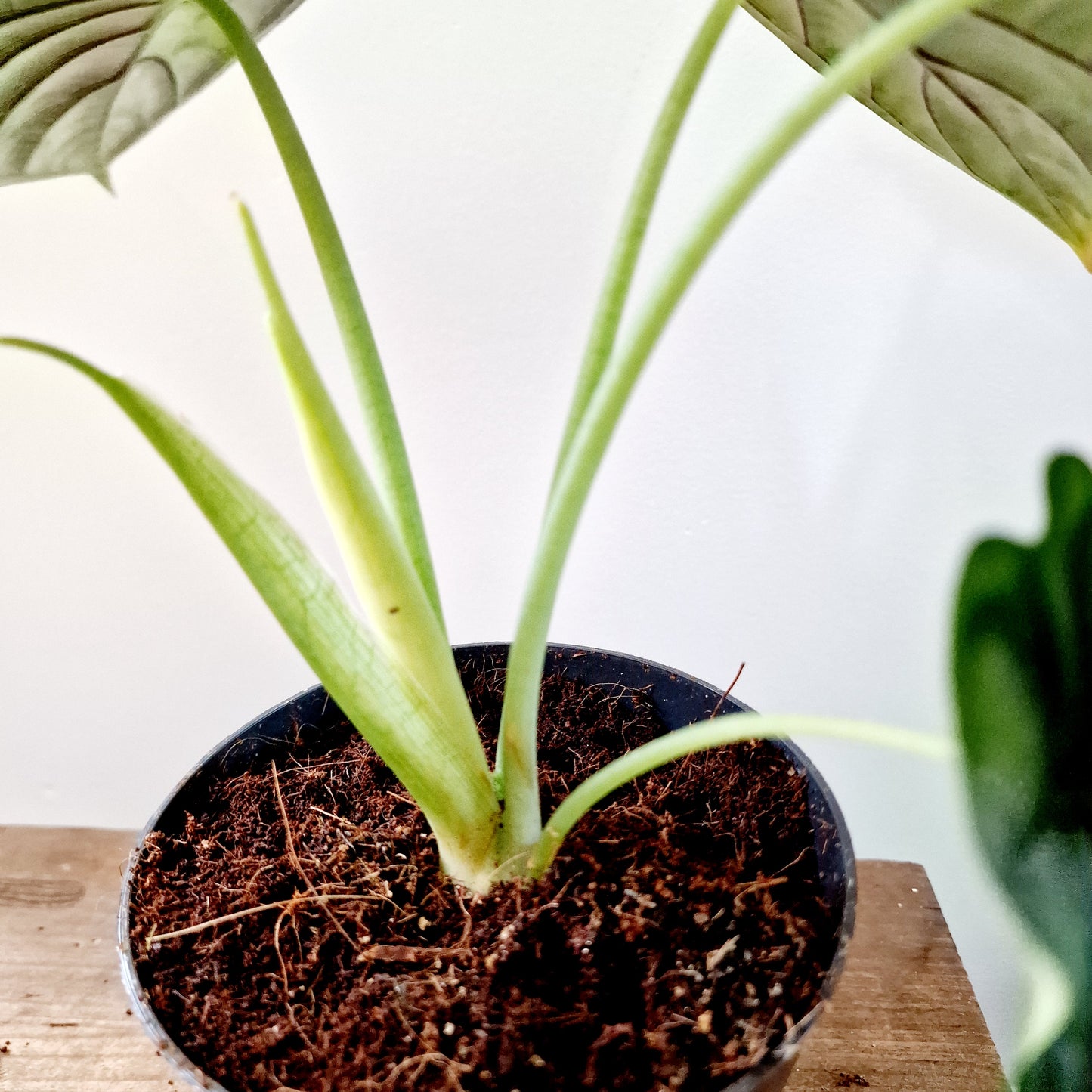 Alocasia Dragon Scale Houseplant 14cm pot (2)