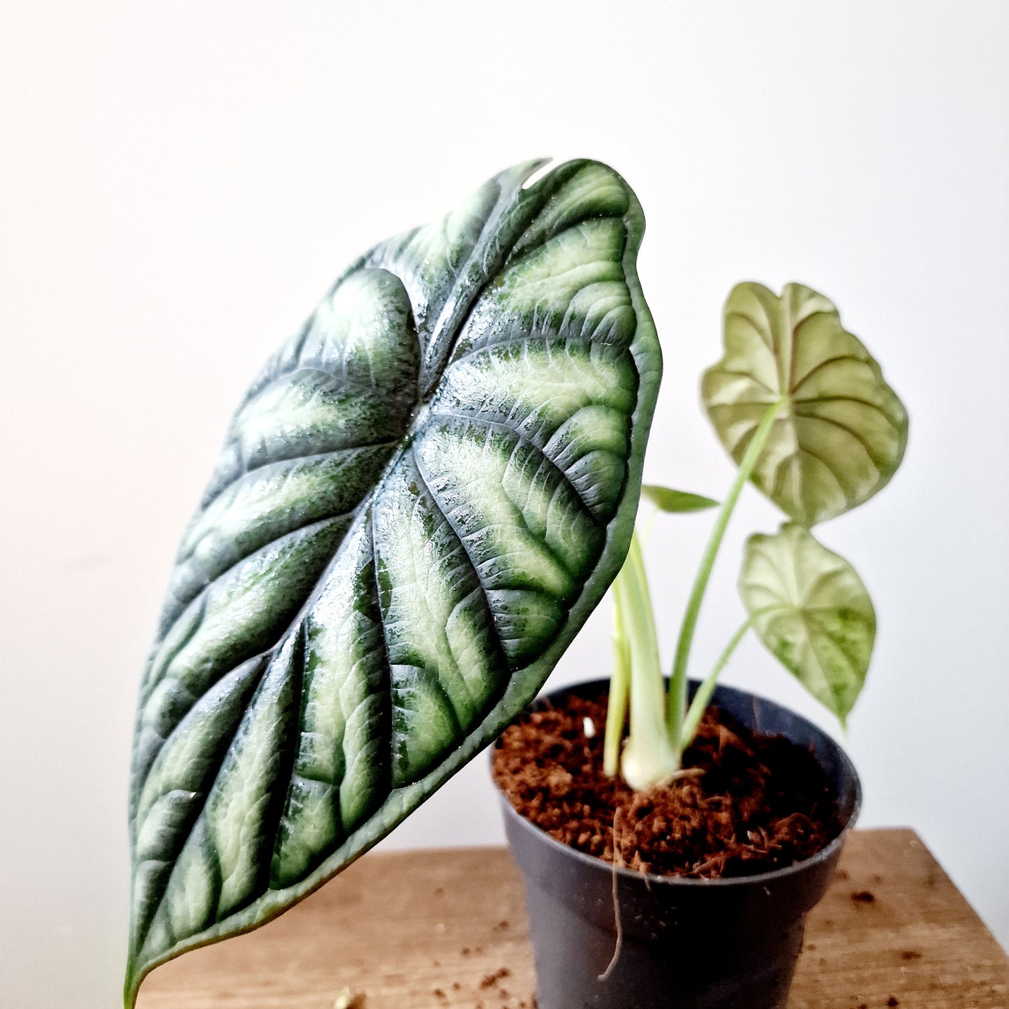 Alocasia Dragon Scale Houseplant 14cm pot (3)