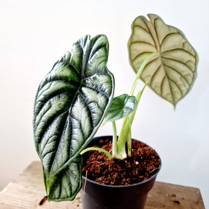 Alocasia Dragon Scale Houseplant 14cm pot (3)