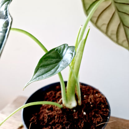 Alocasia Dragon Scale Houseplant 14cm pot (3)