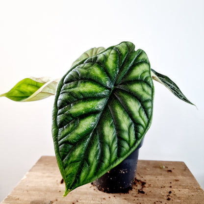 Alocasia Dragon Scale Houseplant 14cm pot (4)