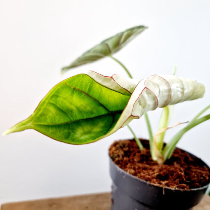 Alocasia Dragon Scale Houseplant 14cm pot (4)