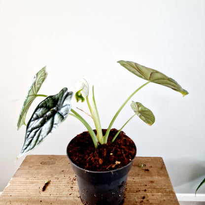 Alocasia Dragon Scale Houseplant 14cm pot (4)