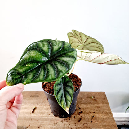 Alocasia Dragon Scale Houseplant 14cm pot (4)