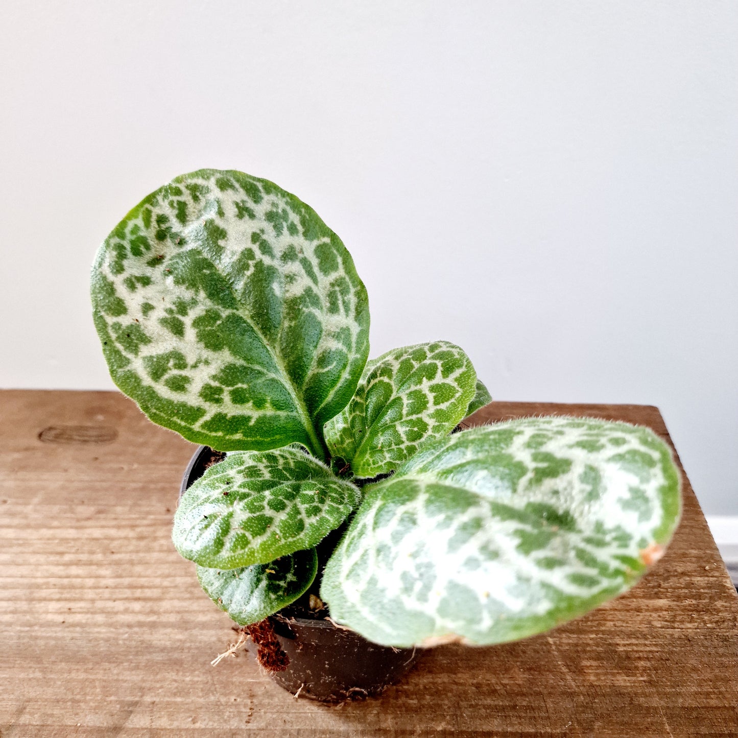 Streptocarpus 'Pretty Turtle' Houseplant 10cm pot