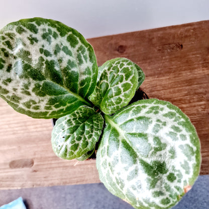 Streptocarpus 'Pretty Turtle' Houseplant 10cm pot