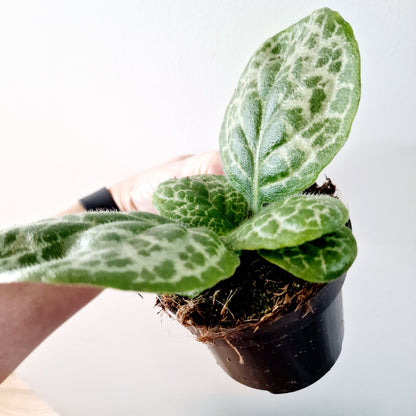 Streptocarpus 'Pretty Turtle' Houseplant 10cm pot