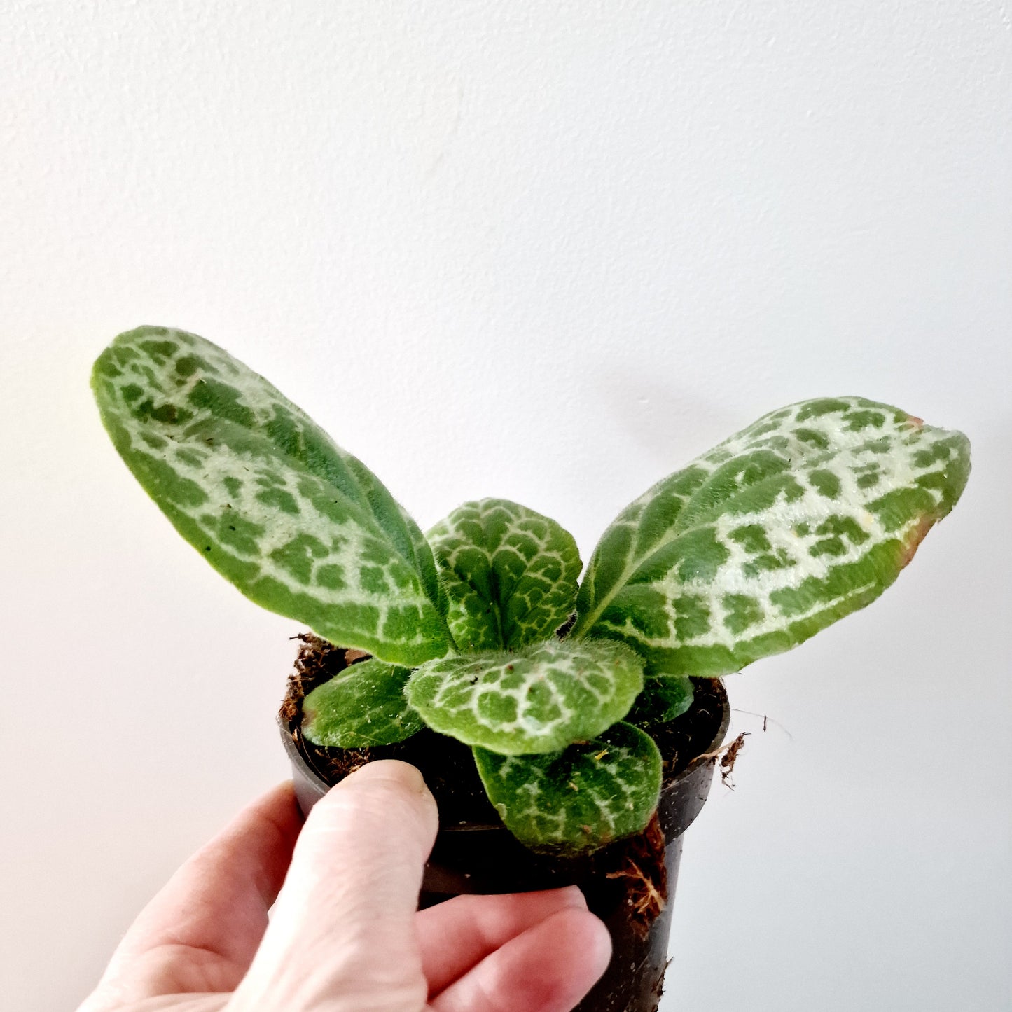 Streptocarpus 'Pretty Turtle' Houseplant 10cm pot