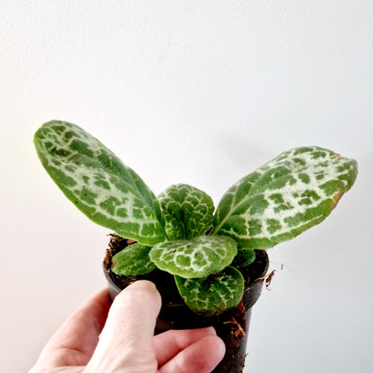 Streptocarpus 'Pretty Turtle' Houseplant 10cm pot