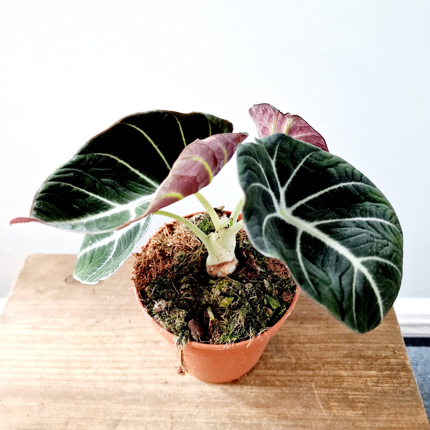 Alocasia Black Velvet Houseplant 12cm pot