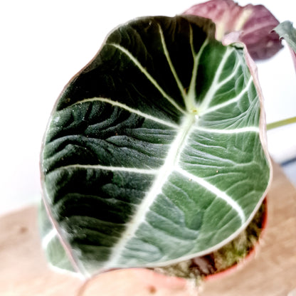 Alocasia Black Velvet Houseplant 12cm pot