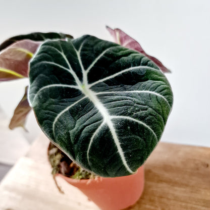 Alocasia Black Velvet Houseplant 12cm pot