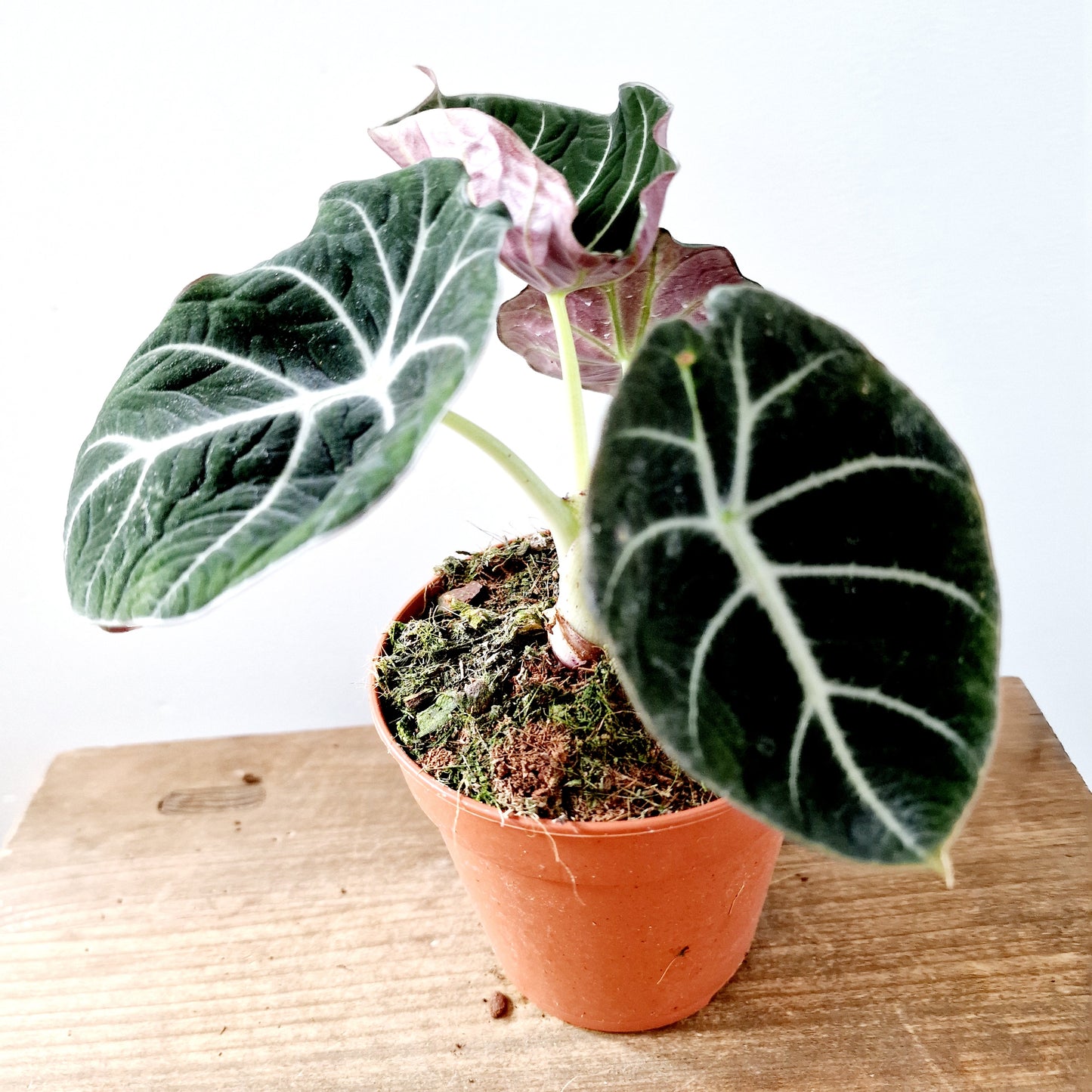 Alocasia Black Velvet Houseplant 12cm pot