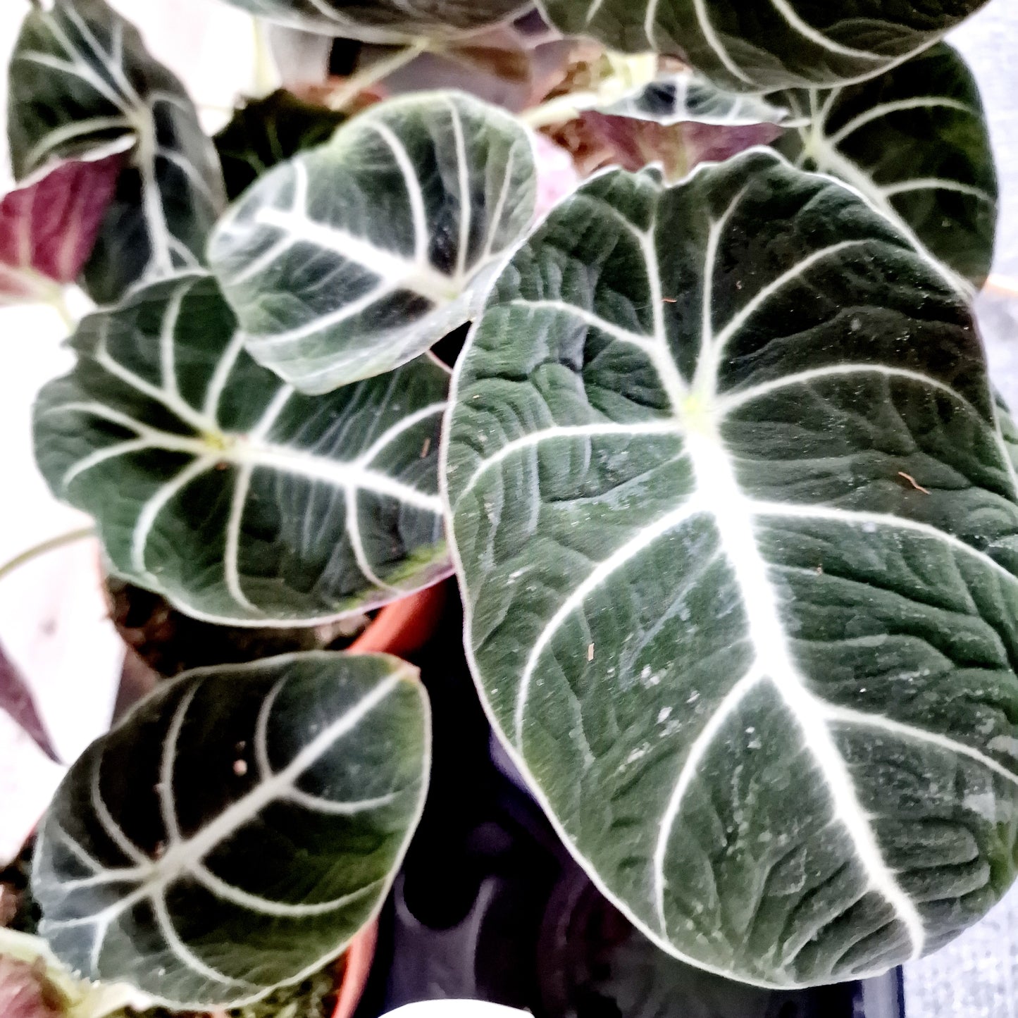 Alocasia Black Velvet Houseplant 12cm pot