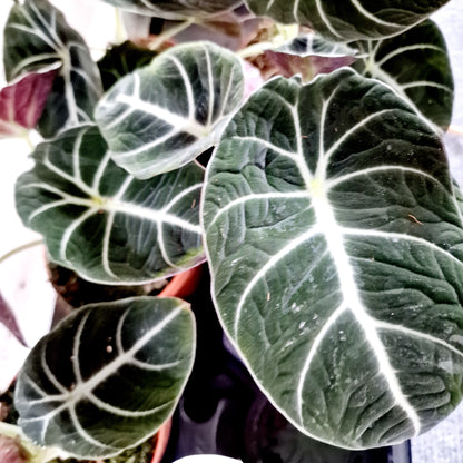 Alocasia Black Velvet Houseplant 12cm pot