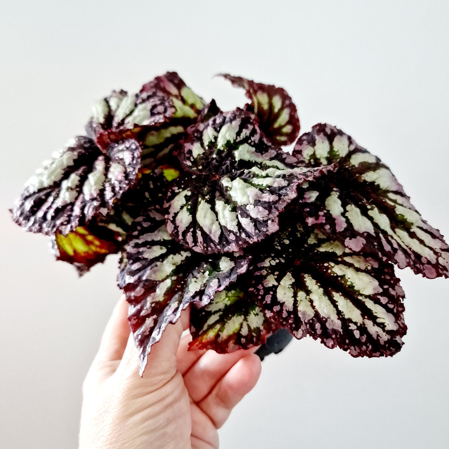 Begonia Rex Houseplant 12cm pot