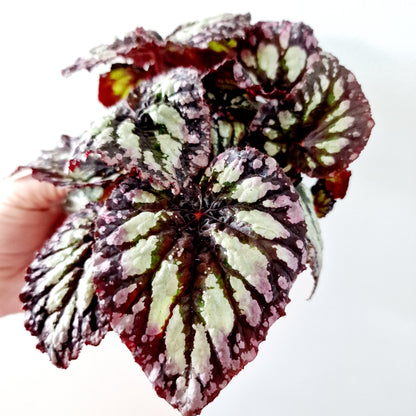 Begonia Rex Houseplant 12cm pot