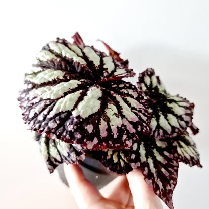 Begonia Rex Houseplant 12cm pot