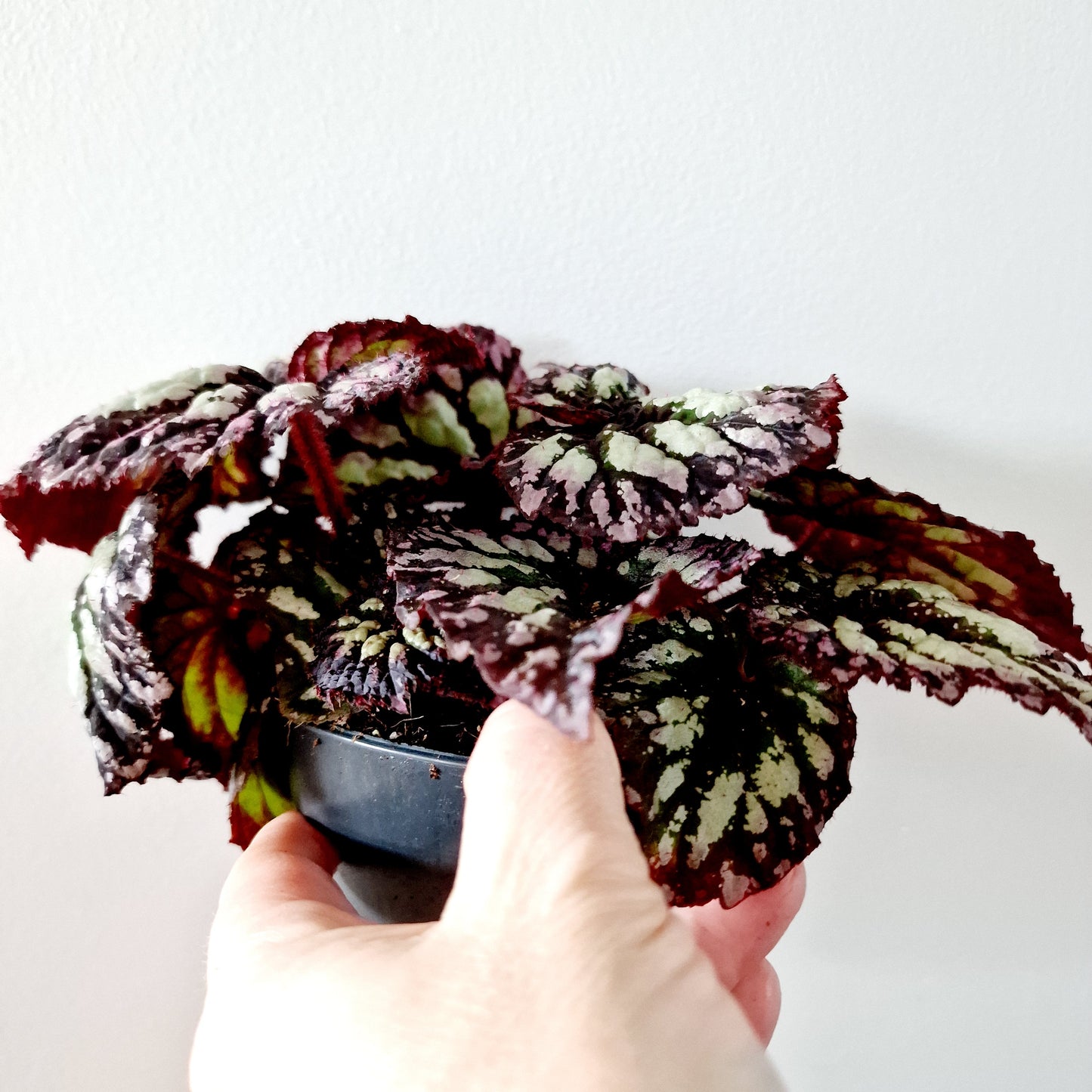 Begonia Rex Houseplant 12cm pot