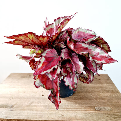 Begonia Magic Colours Spitfire Houseplant 12cm pot