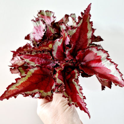 Begonia Magic Colours Spitfire Houseplant 12cm pot