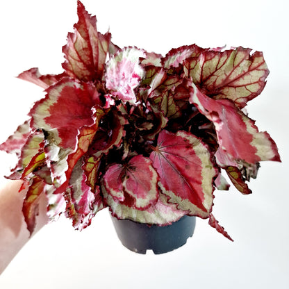 Begonia Magic Colours Spitfire Houseplant 12cm pot