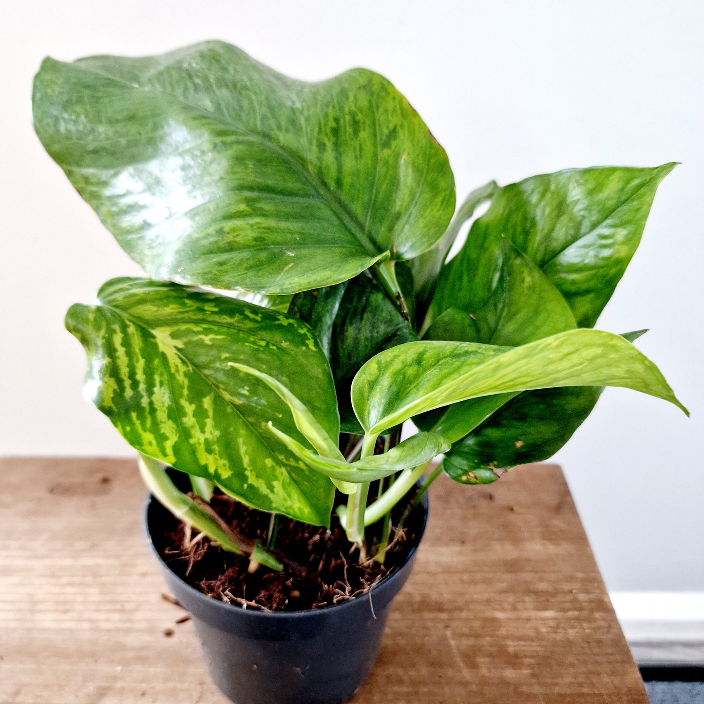 Epipremnum Pinnatum Marble Green Houseplant 12cm pot