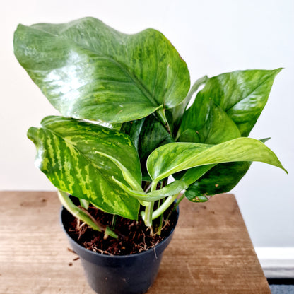 Epipremnum Pinnatum Marble Green Houseplant 12cm pot