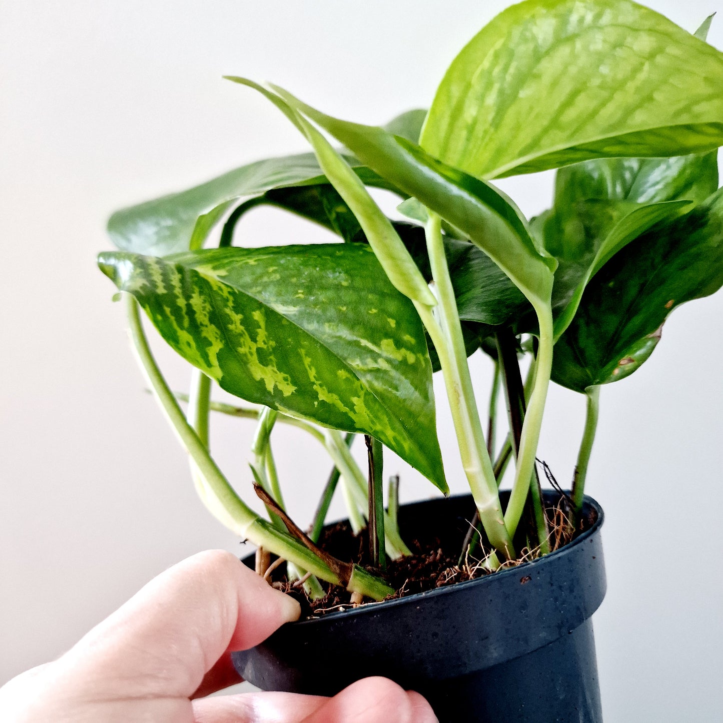 Epipremnum Pinnatum Marble Green Houseplant 12cm pot