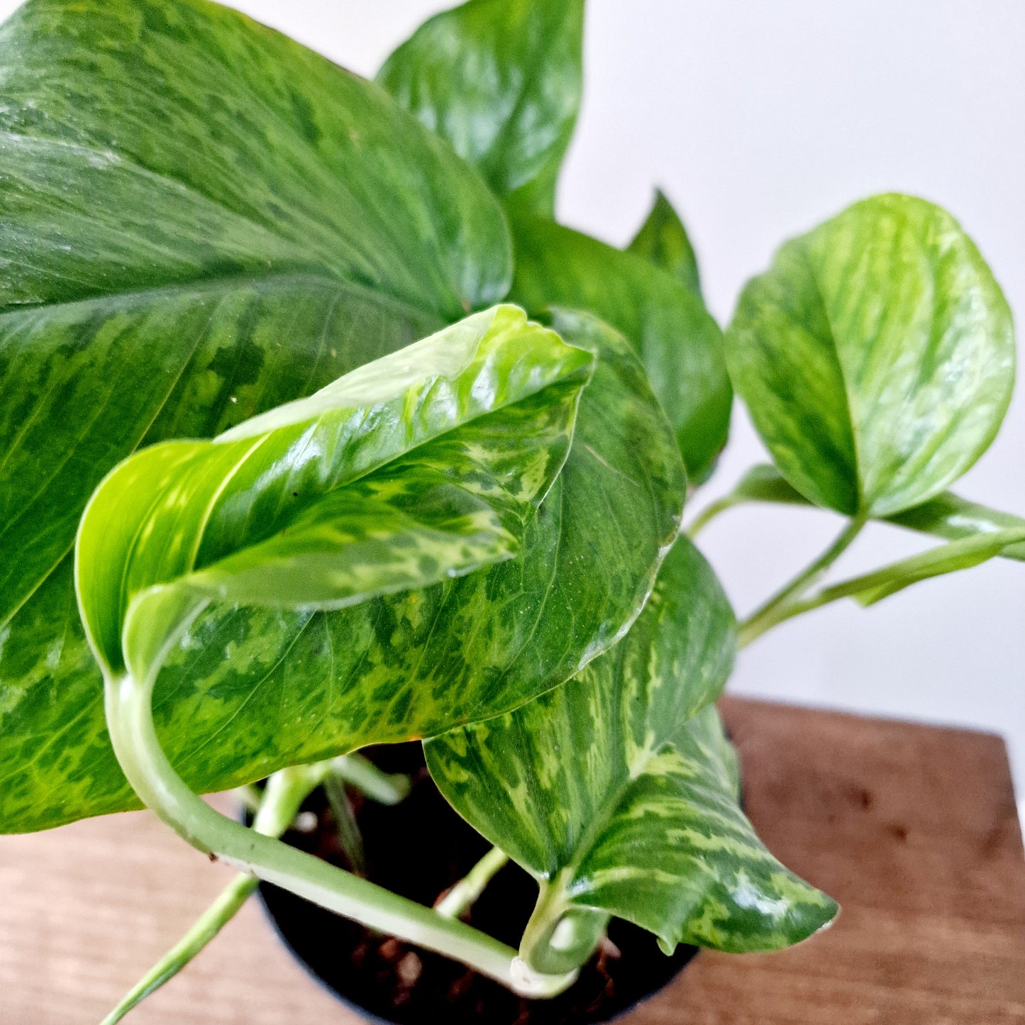 Epipremnum Pinnatum Marble Green Houseplant 12cm pot