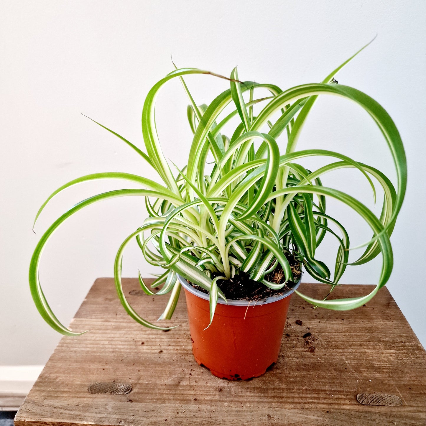 Chlorophytum Bonnie 'Curly Spider' Houseplant 12cm pot