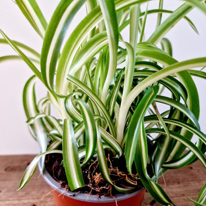 Chlorophytum Bonnie 'Curly Spider' Houseplant 12cm pot