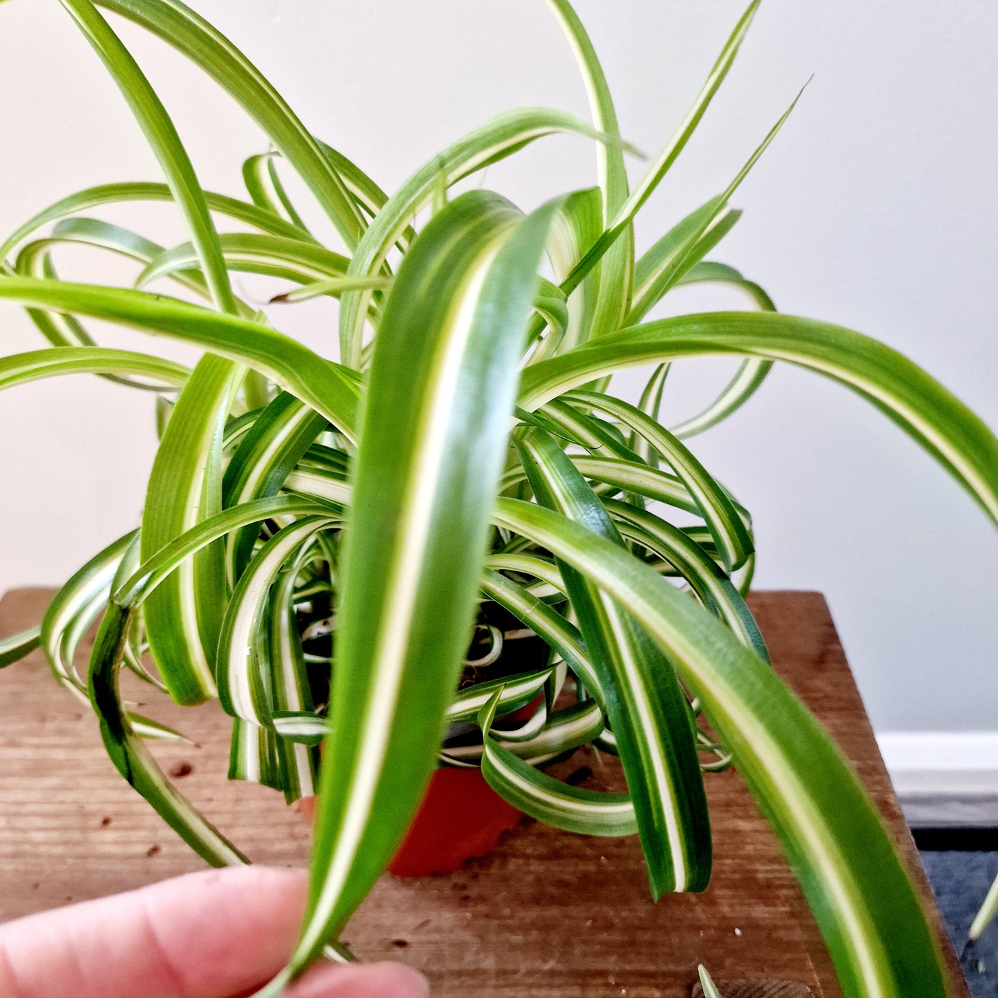 Chlorophytum Bonnie 'Curly Spider' Houseplant 12cm pot