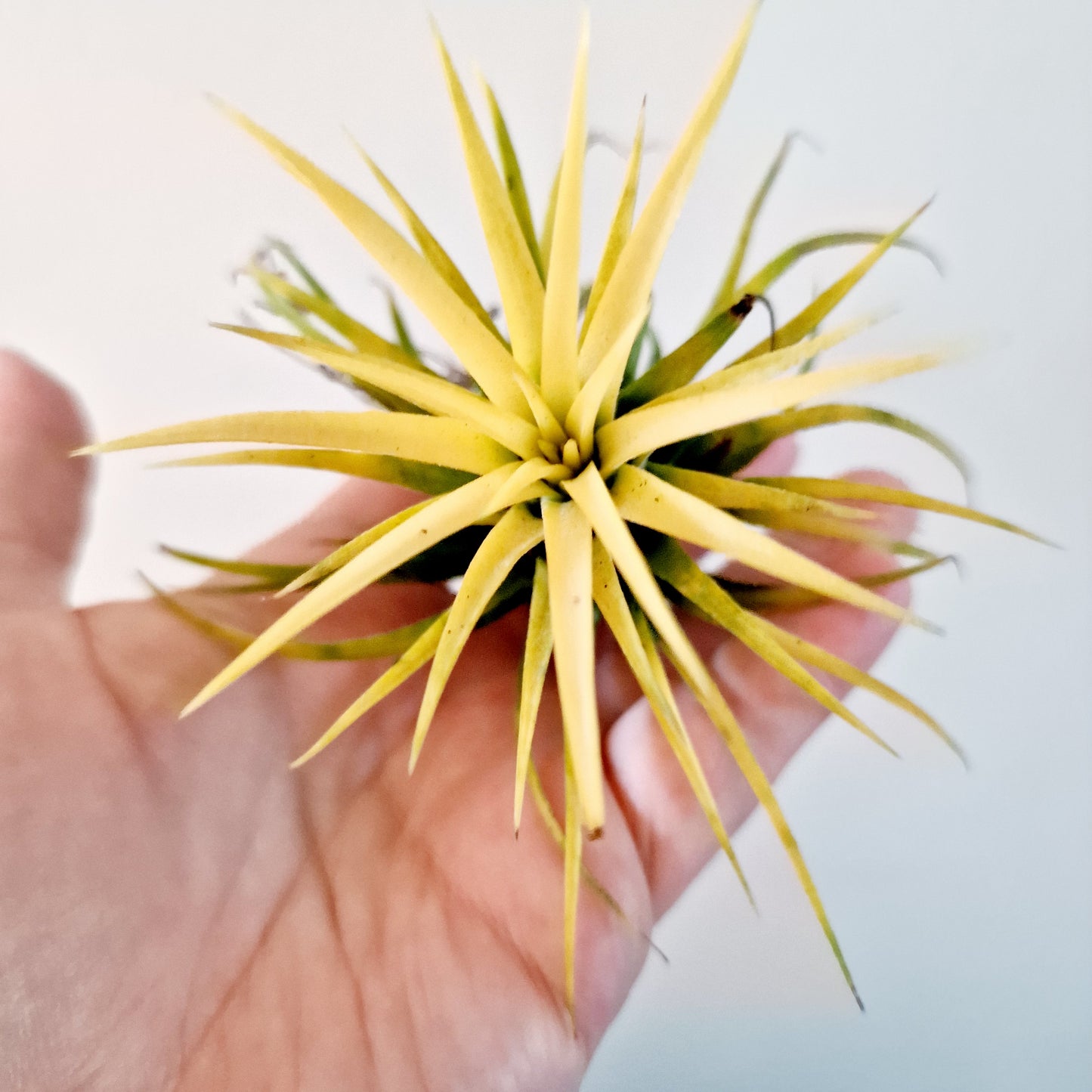 Tillandsia Lonantha Yellow Air Plant