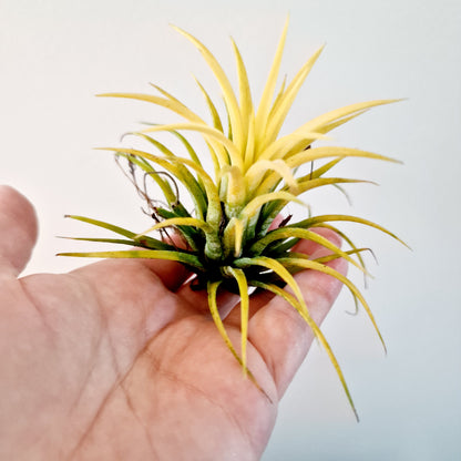 Tillandsia Lonantha Yellow Air Plant