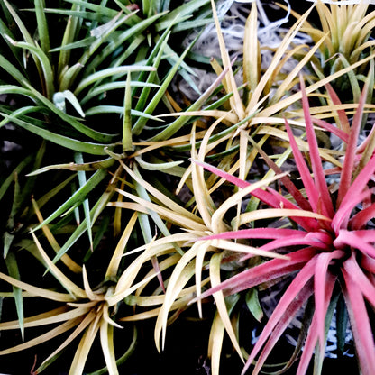 Tillandsia Lonantha Yellow Air Plant