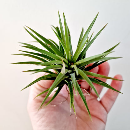 Tillandsia Lonantha Air Plant