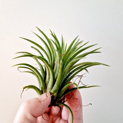 Tillandsia Lonantha Air Plant