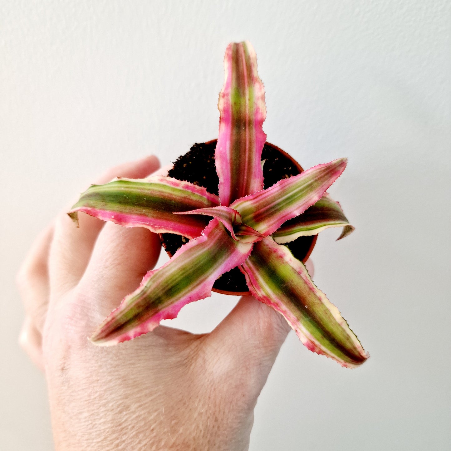 Cryptanthus Earth Star (bright pink) Houseplant 6cm pot