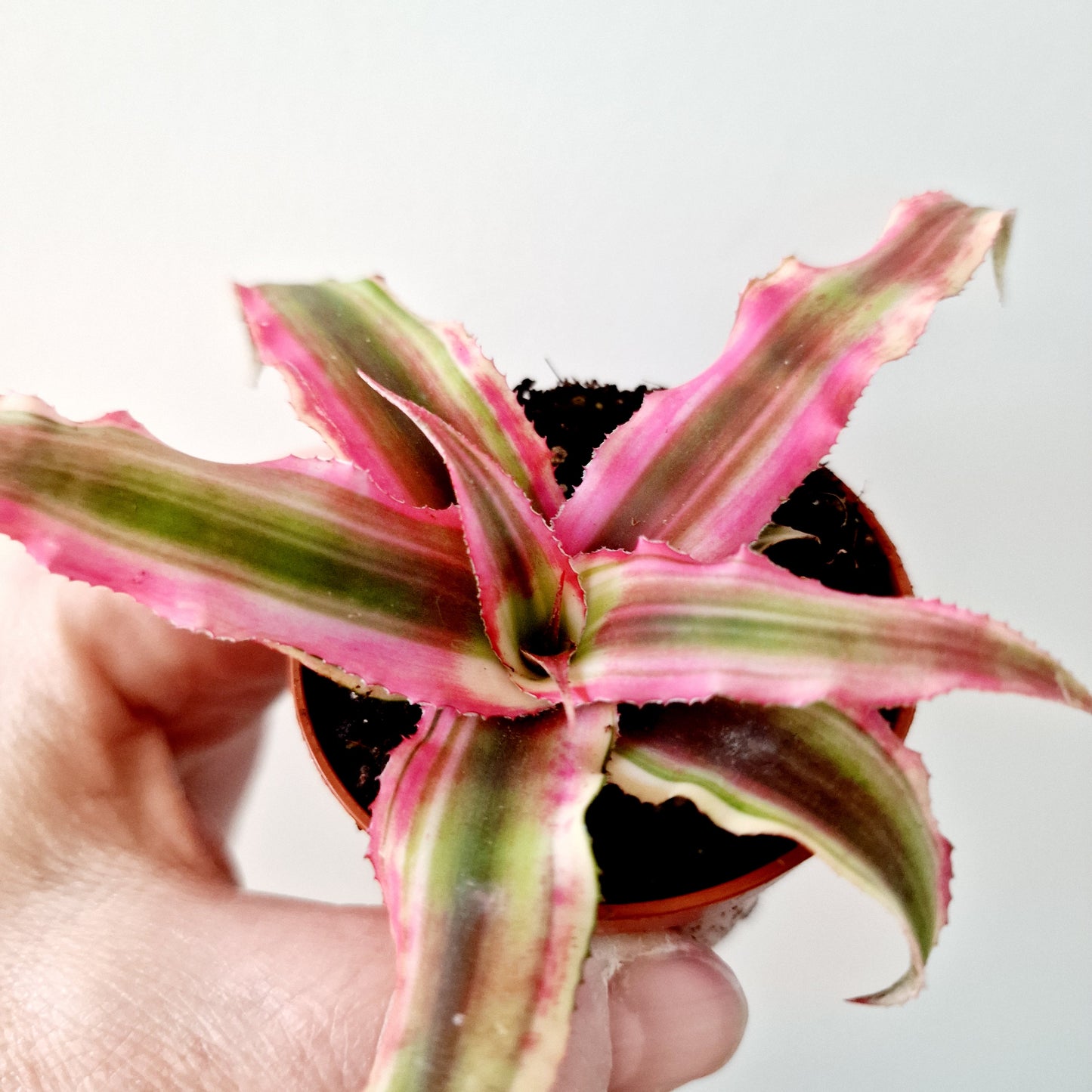 Cryptanthus Earth Star (bright pink) Houseplant 6cm pot