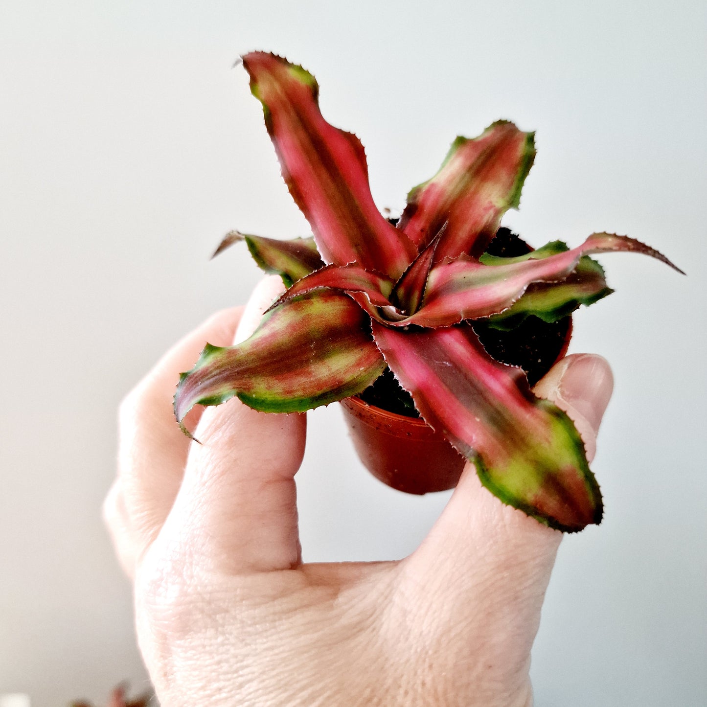 Cryptanthus (darker pink) Earth Star Houseplant 6cm pot