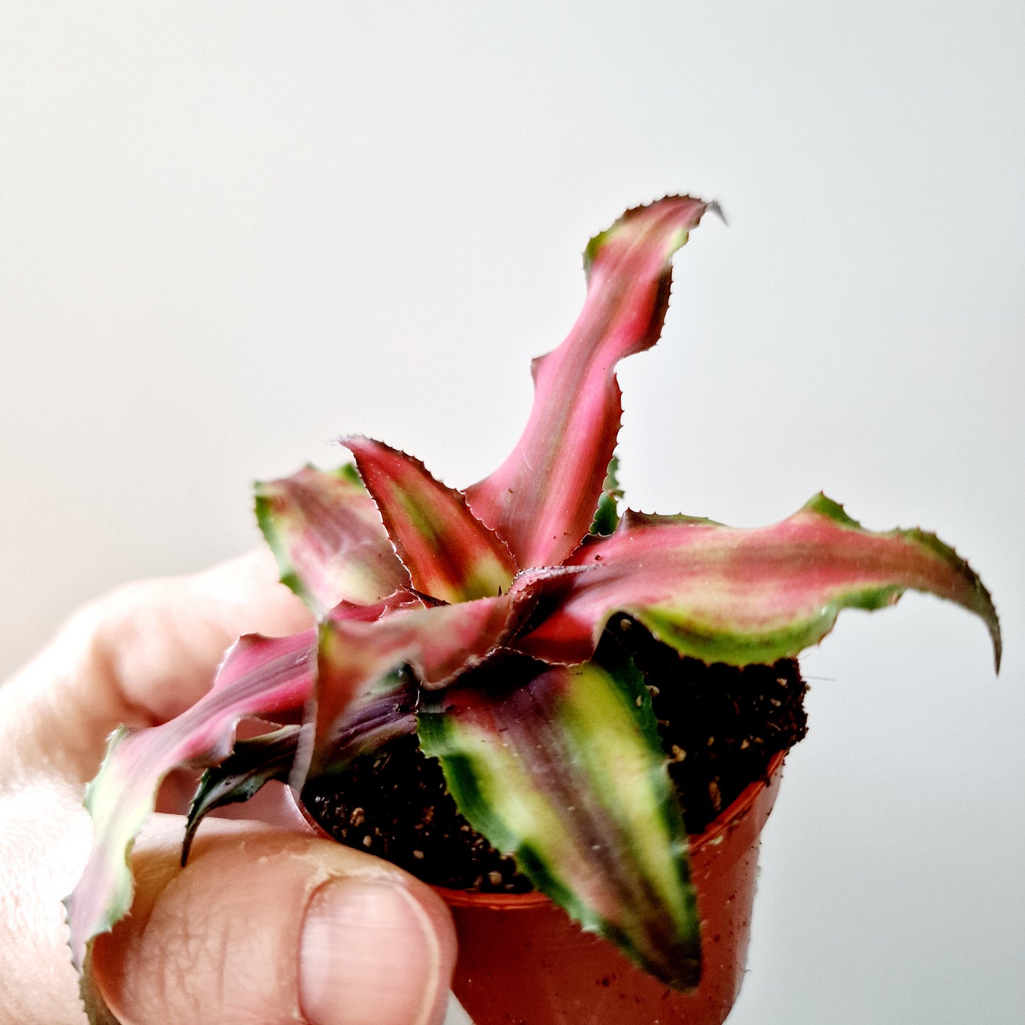 Cryptanthus (darker pink) Earth Star Houseplant 6cm pot