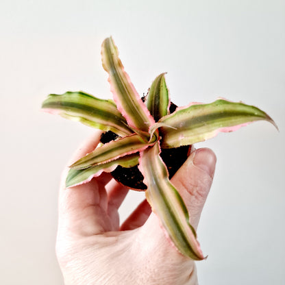 Cryptanthus (Light pink) Earth Star Houseplant 6cm pot