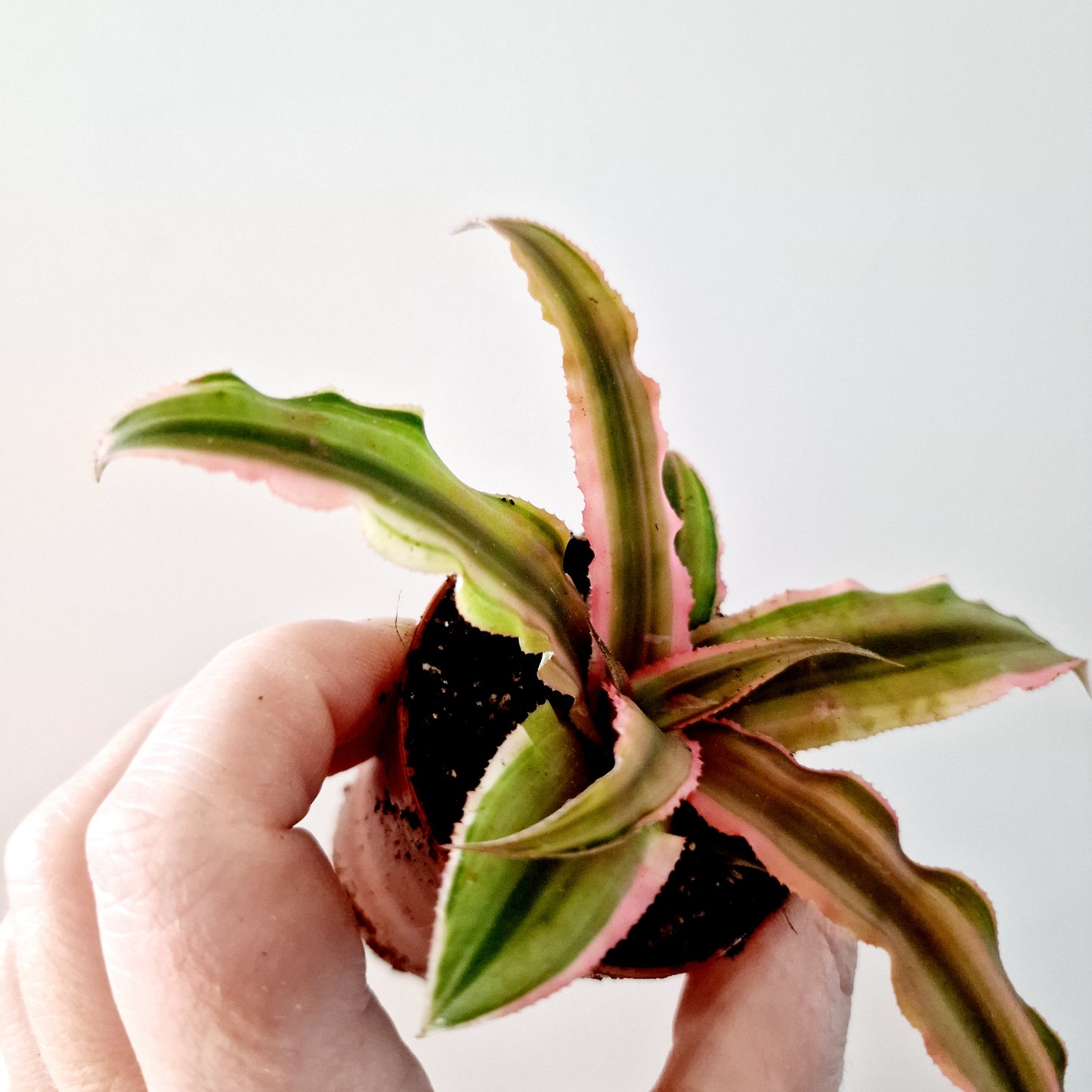 Cryptanthus (Light pink) Earth Star Houseplant 6cm pot