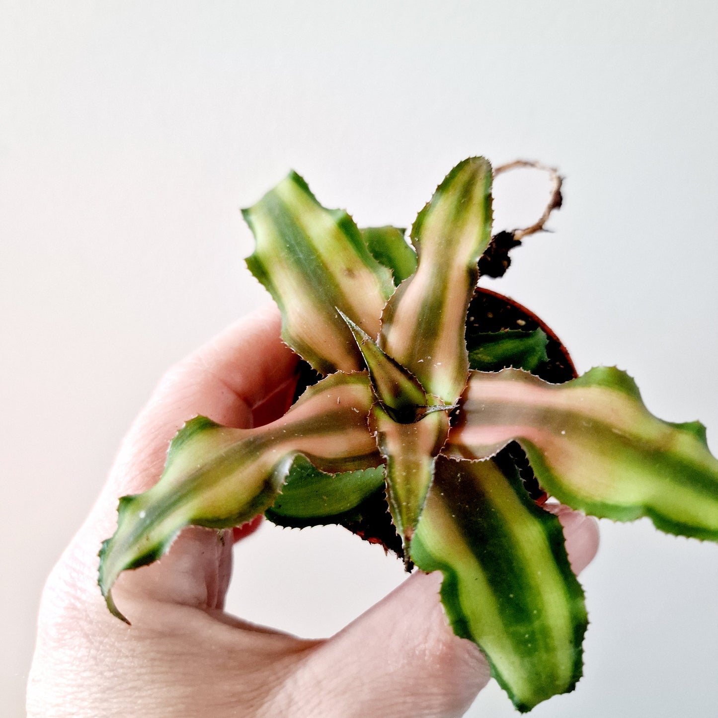 Cryptanthus Earth Star (green / pink) Houseplant 6cm pot