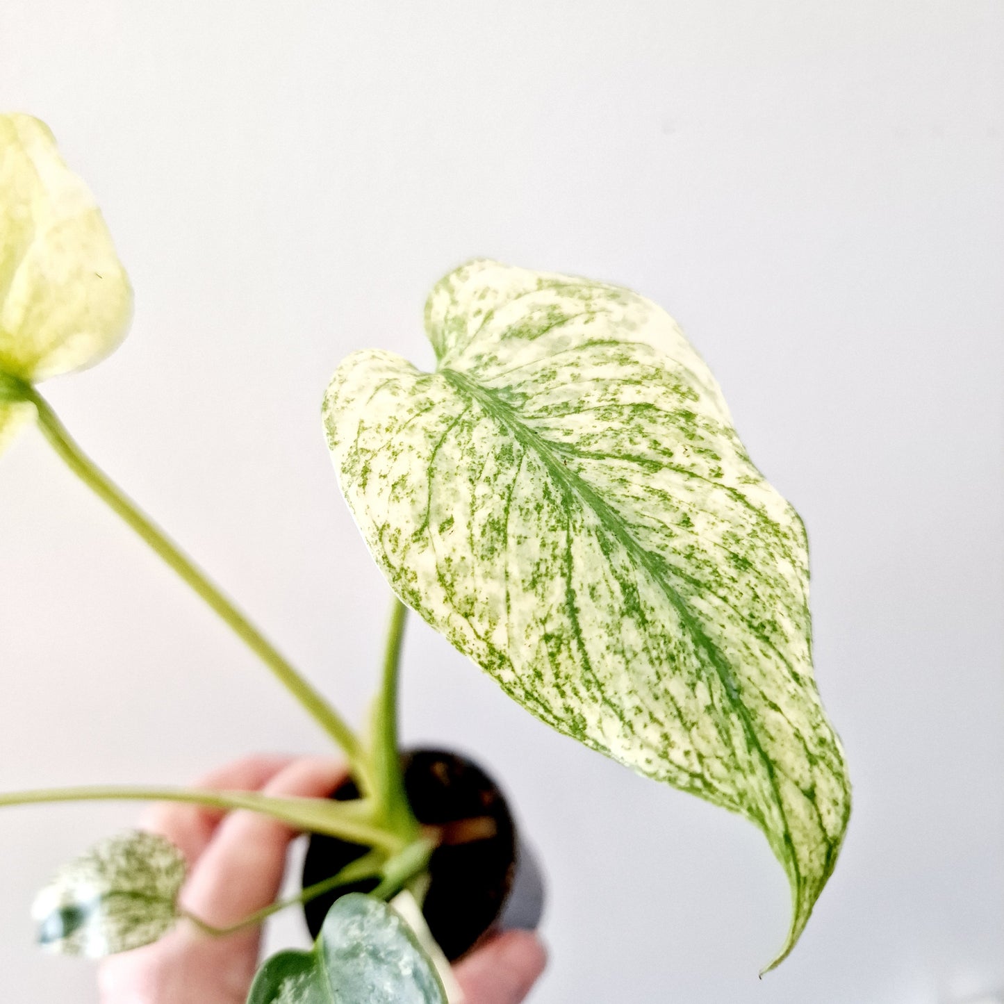 Monstera Deliciosa Mint Variegated Rare Houseplant 6cm pot (6)