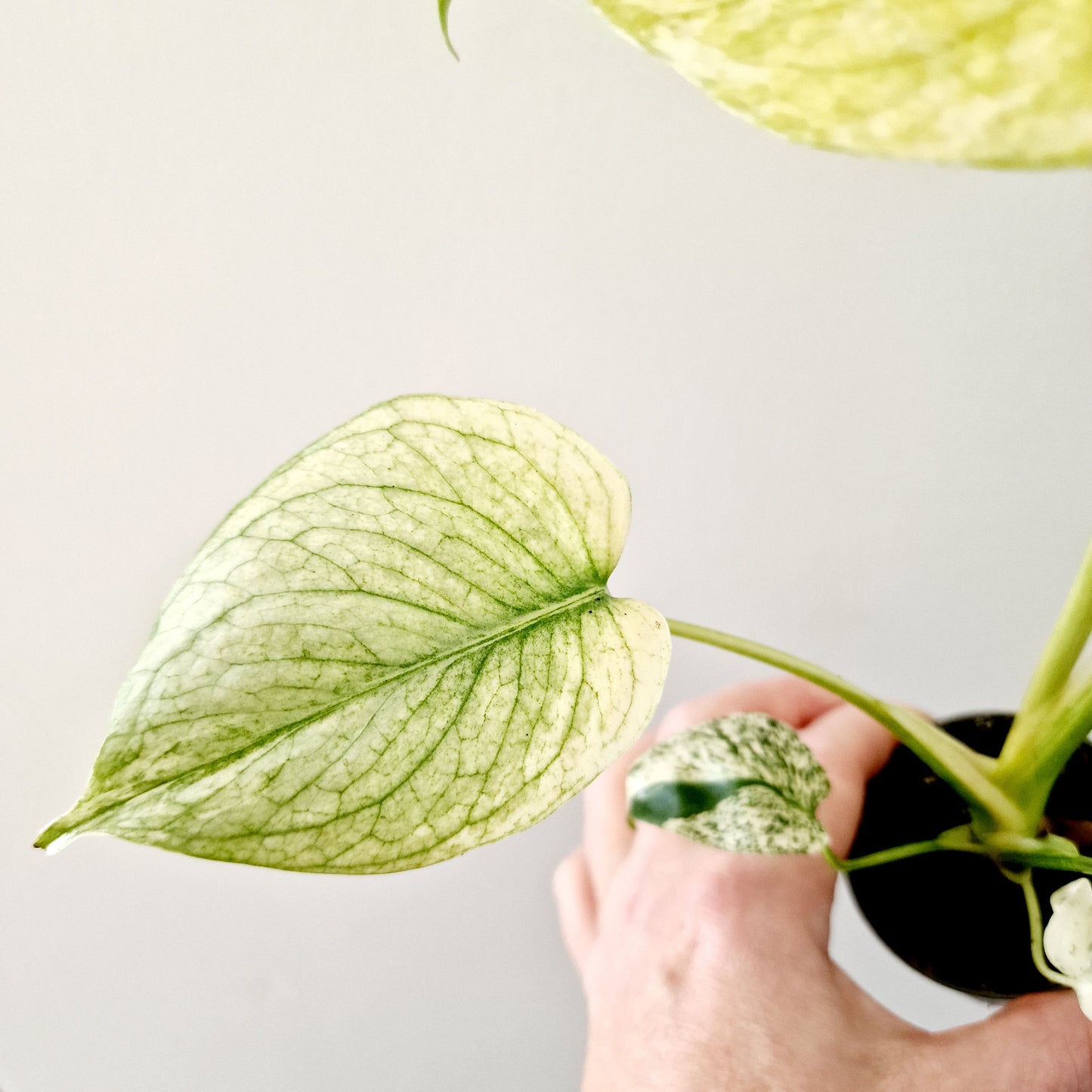 Monstera Deliciosa Mint Variegated Rare Houseplant 6cm pot (6)