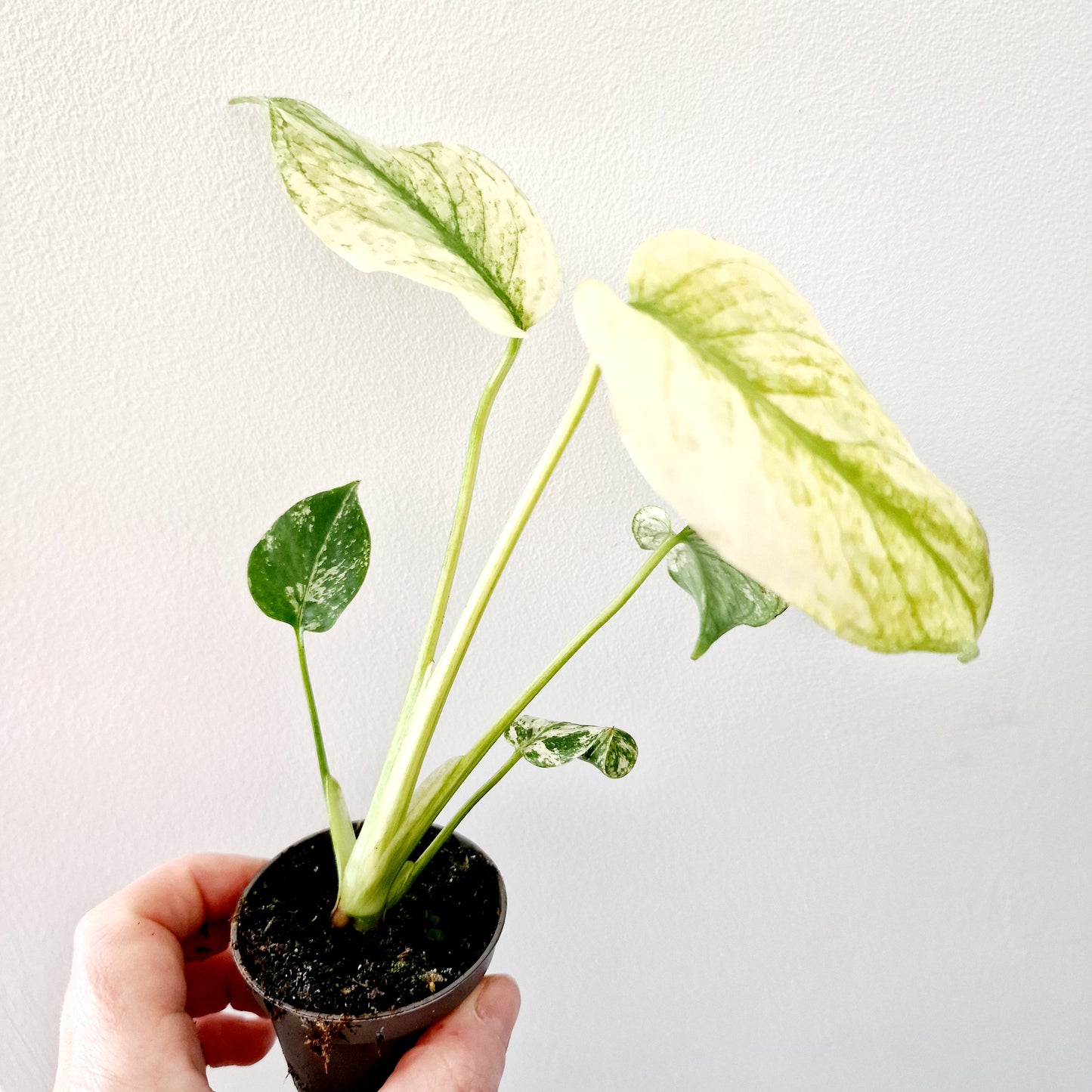 Monstera Deliciosa Mint Variegated Rare Houseplant 6cm pot (5)