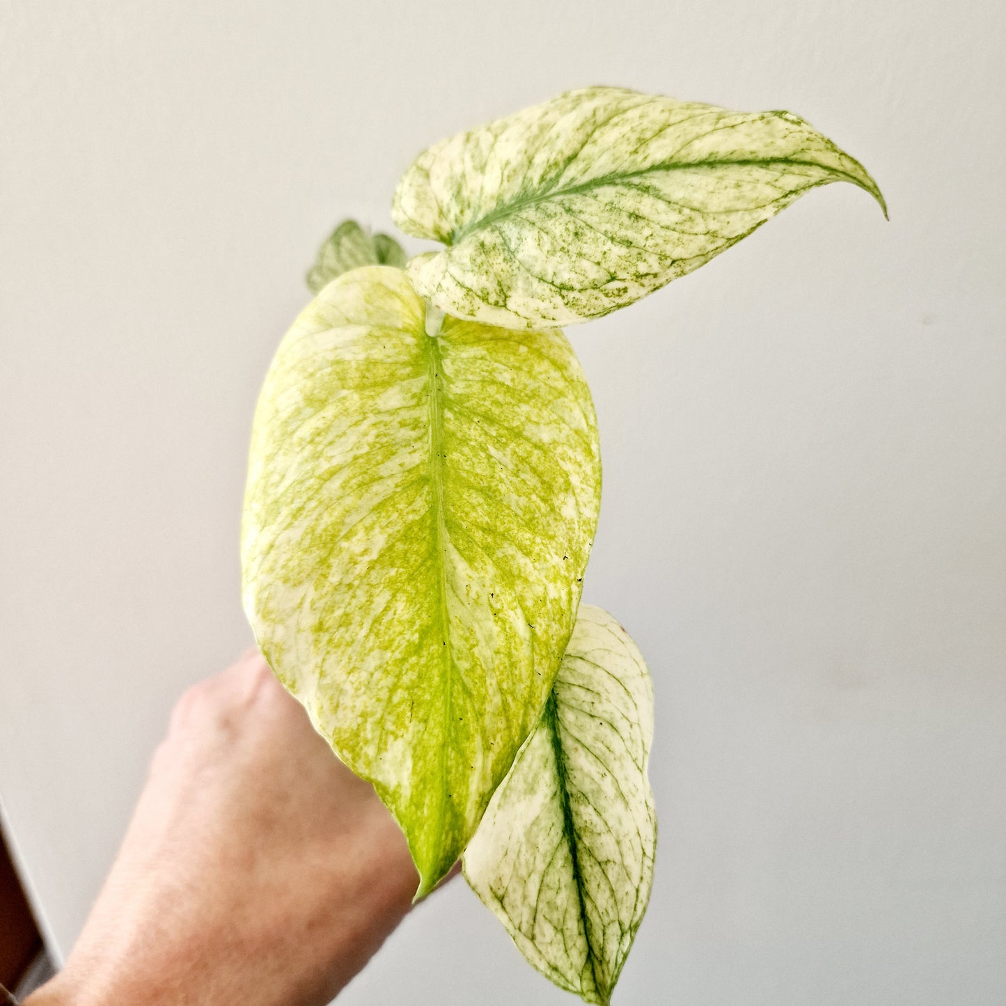 Monstera Deliciosa Mint Variegated Rare Houseplant 6cm pot (7)